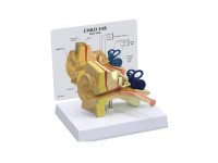 model bph miednicy męskiej- 3b smart anatomy- 1019564 3b scientific modele anatomiczne 10